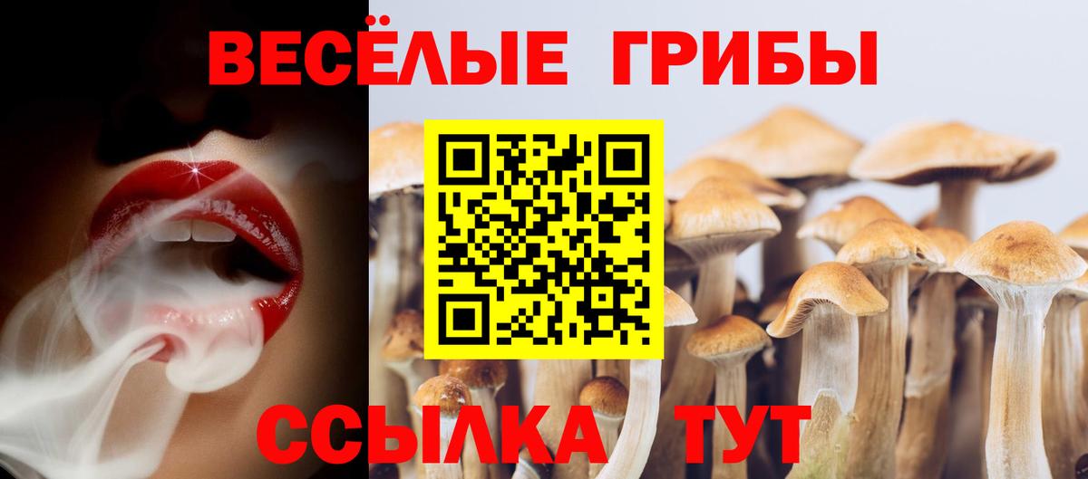 Галлюциногенные грибы Psilocybine cubensis Черемхово